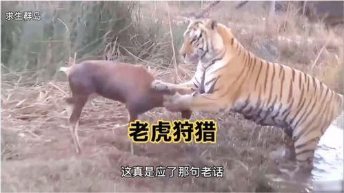 王老虎被爆料了吗视频大全,视频大全揭秘幕后真相