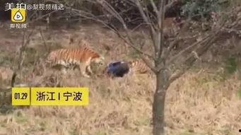 王老虎被爆料了吗视频大全,视频大全揭秘幕后真相 第3张 王老虎被爆料了吗视频大全,视频大全揭秘幕后真相 第3张
