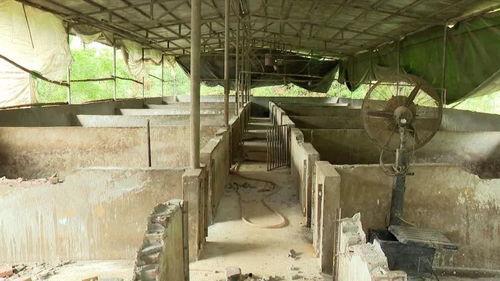 成都养猪场爆料案件最新,揭开养殖行业黑幕背后的惊人真相 第2张 成都养猪场爆料案件最新,揭开养殖行业黑幕背后的惊人真相 第2张
