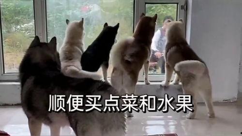 二狗爆料生活视频大全最新,揭秘生活视频大全背后的精彩瞬间 第3张 二狗爆料生活视频大全最新,揭秘生活视频大全背后的精彩瞬间 第3张
