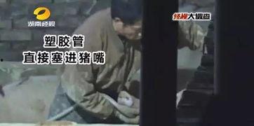 给猪灌泥浆爆料视频教程,传统养殖新方法揭秘  第2张